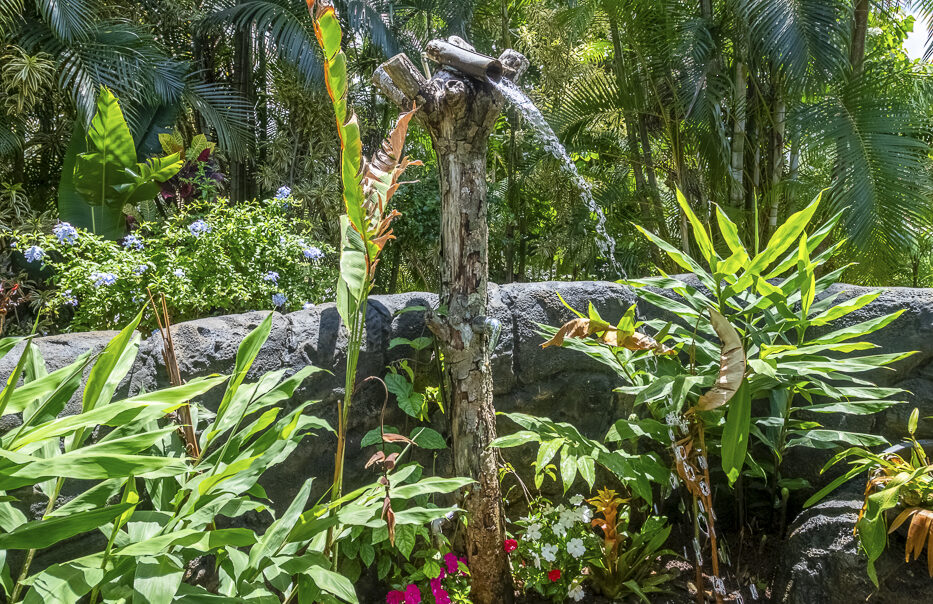 Natural water feature surrounded by tropical plants.